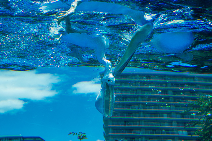 サンシャイン水族館 屋外エリアが一新「天空のペンギン」など世界初展示 - “都会の上空”を飛び交う姿｜写真12