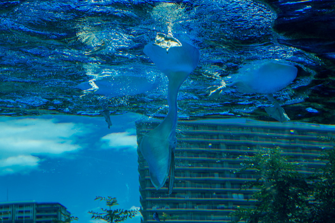 サンシャイン水族館 屋外エリアが一新「天空のペンギン」など世界初展示 - “都会の上空”を飛び交う姿｜写真13
