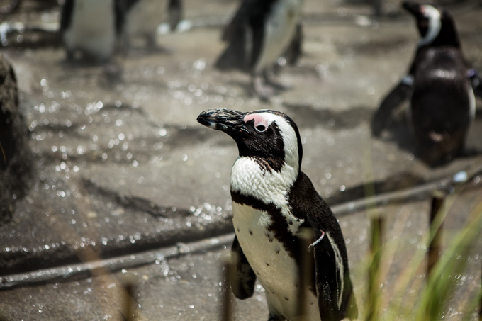 サンシャイン水族館 屋外エリアが一新「天空のペンギン」など世界初展示 - “都会の上空”を飛び交う姿｜写真16