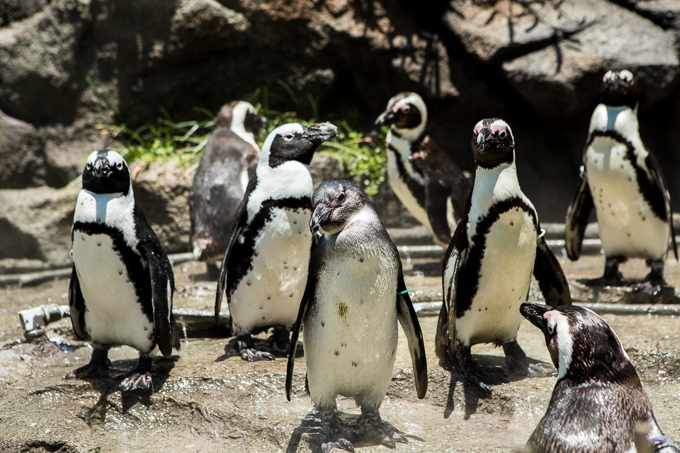 サンシャイン水族館 屋外エリアが一新「天空のペンギン」など世界初展示 - “都会の上空”を飛び交う姿｜写真18