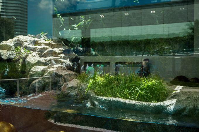 サンシャイン水族館 屋外エリアが一新「天空のペンギン」など世界初展示 - “都会の上空”を飛び交う姿｜写真22