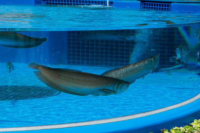 サンシャイン水族館 屋外エリアが一新「天空のペンギン」など世界初展示 - “都会の上空”を飛び交う姿｜写真21