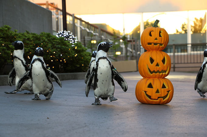 秋の横浜・八景島シーパラダイス - ハロウィン演出の海の動物ショーや花火など ｜写真6