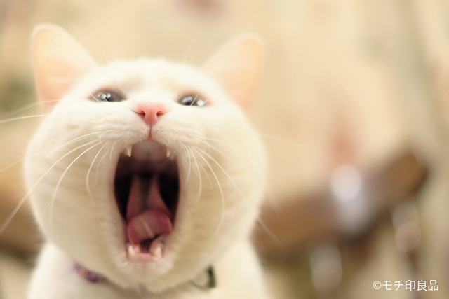 ねこの写真展が横浜赤レンガ倉庫で開催 - あらゆるジャンルの写真家が猫の“素顔”に迫る｜写真1