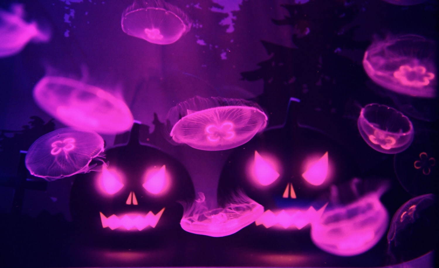 すみだ水族館「クラゲとハロウィン」魔女＆カボチャを背景に“オバケ”のように漂うクラゲ | 写真