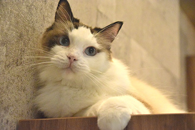 「吉祥寺ねこ祭り」