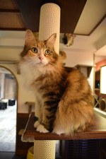 「吉祥寺ねこ祭り」22年ぶり復活『うちのタマ知りませんか？』コラボ企画、写真展、猫カフェ映画上映会など｜写真27