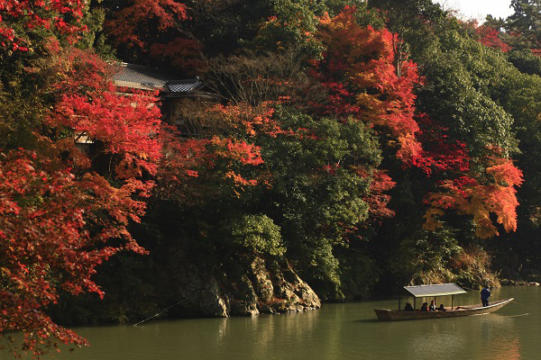 京都嵐山にて「朝のもみじ舟」開催 - 紅葉で真っ赤に染まった朝の大堰川を屋形舟で｜写真3
