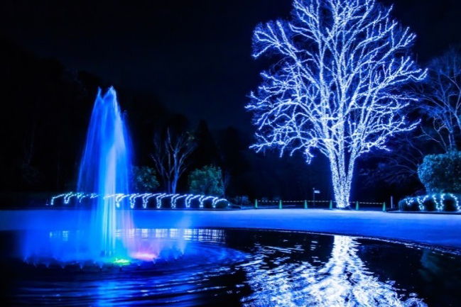 京都府立植物園の10万球LEDイルミネーション - 映画「ぼくは明日、昨日のきみとデートする」の舞台｜写真2