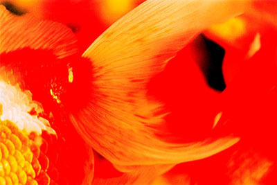 世界で活躍する写真家の作品が集結、フォトフェア「アートフォト東京」が茅場町で - 蜷川実花ら参加