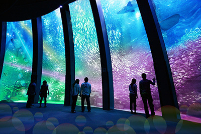 「楽園のナイトアクアリウム」