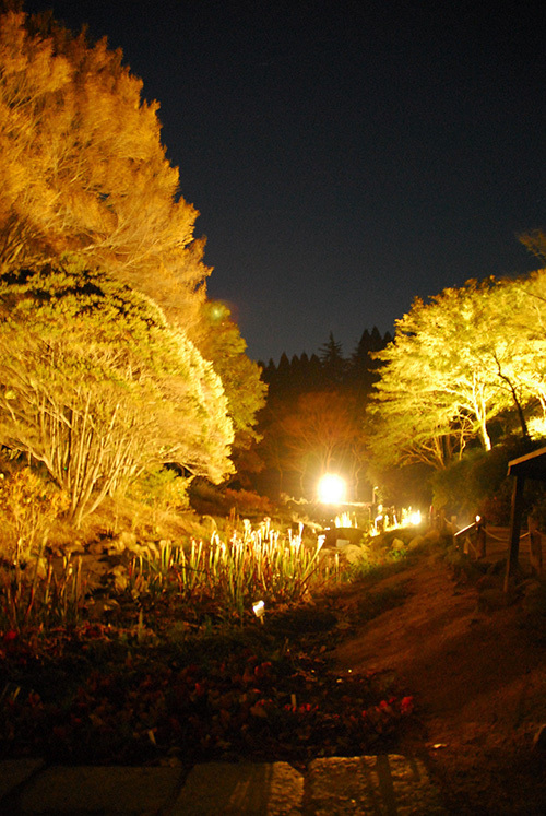 神戸 六甲高山植物園の紅葉ライトアップ 夜の紅葉散策 ファッションプレス