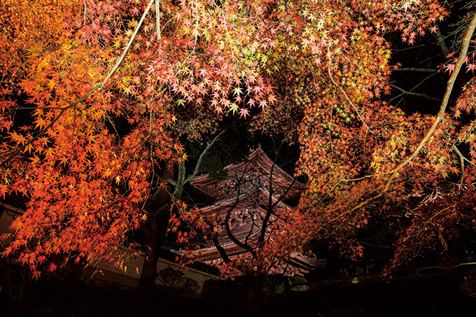 国宝・彦根城「玄宮園」秋の紅葉ライトアップ - 滋賀県の紅葉スポットを紹介｜写真2
