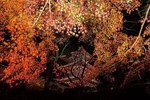 国宝・彦根城「玄宮園」秋の紅葉ライトアップ - 滋賀県の紅葉スポットを紹介｜写真2