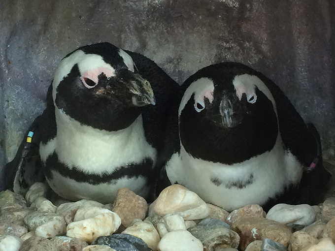 京都水族館で 愛のペンギンクリスマス 今季初ペンギンの赤ちゃんが登場 映像と光のイルミネ ションも ファッションプレス