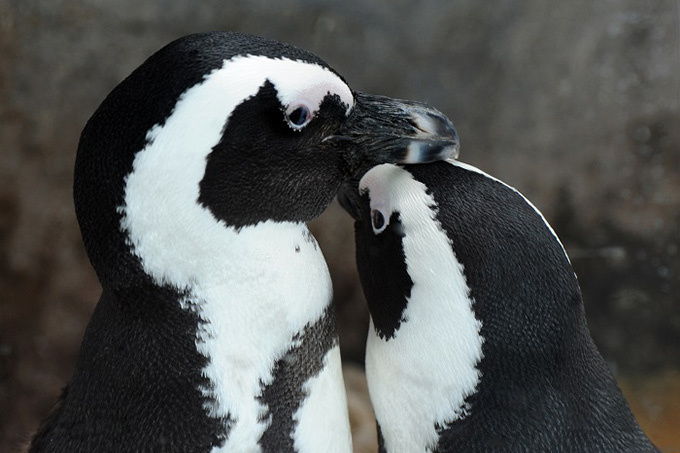 京都水族館で 愛のペンギンクリスマス 今季初ペンギンの赤ちゃんが登場 映像と光のイルミネ ションも ファッションプレス