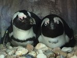 京都水族館で「愛のペンギンクリスマス」今季初ペンギンの赤ちゃんが登場、映像と光のイルミネ―ションも｜写真4
