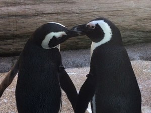 京都水族館で 愛のペンギンクリスマス 今季初ペンギンの赤ちゃんが登場 映像と光のイルミネ ションも ファッションプレス