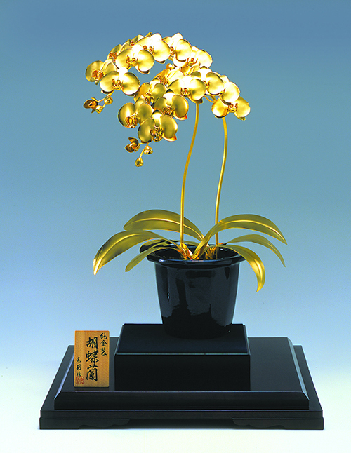 長崎・ハウステンボス、国内最大級の“胡蝶蘭”の祭典を開催 - 希少品種など全200品種  | 写真