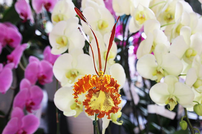 長崎・ハウステンボス、国内最大級の“胡蝶蘭”の祭典を開催 - 希少品種など全200品種｜写真3