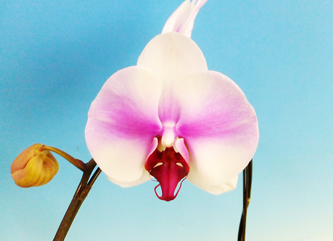 長崎・ハウステンボス、国内最大級の“胡蝶蘭”の祭典を開催 - 希少品種など全200品種｜写真2