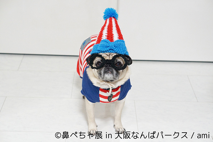 “ぶひかわ犬”の写真展「鼻ぺちゃ展」＆柴犬「巻きしっぽ展」大阪・なんばで同時開催｜写真1