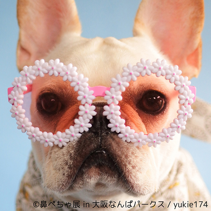 “ぶひかわ犬”の写真展「鼻ぺちゃ展」 柴犬「巻きしっぽ展」大阪・なんばで同時開催｜写真3