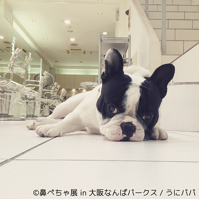 “ぶひかわ犬”の写真展「鼻ぺちゃ展」＆柴犬「巻きしっぽ展」大阪・なんばで同時開催｜写真5