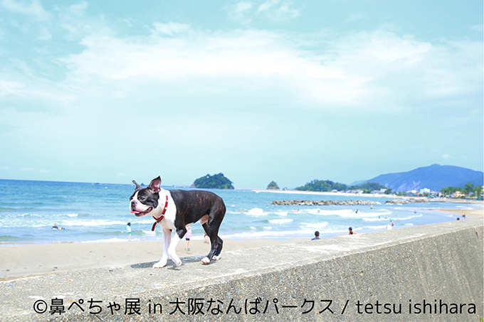 “ぶひかわ犬”の写真展「鼻ぺちゃ展」＆柴犬「巻きしっぽ展」大阪・なんばで同時開催｜写真6
