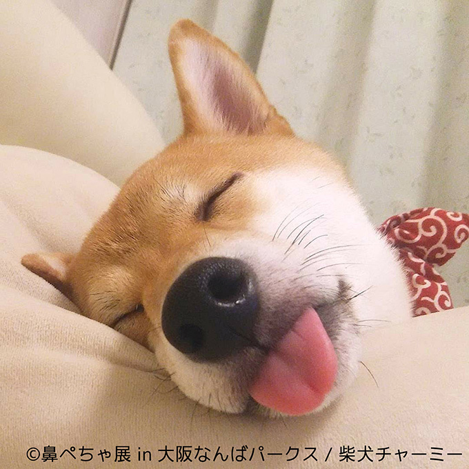 “ぶひかわ犬”の写真展「鼻ぺちゃ展」＆柴犬「巻きしっぽ展」大阪・なんばで同時開催｜写真7