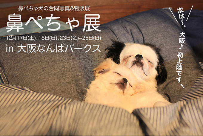 “ぶひかわ犬”の写真展「鼻ぺちゃ展」＆柴犬「巻きしっぽ展」大阪・なんばで同時開催｜写真8