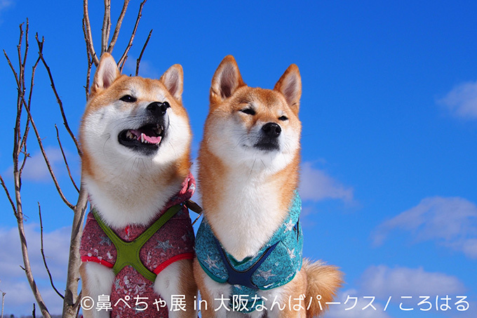 “ぶひかわ犬”の写真展「鼻ぺちゃ展」＆柴犬「巻きしっぽ展」大阪・なんばで同時開催｜写真9