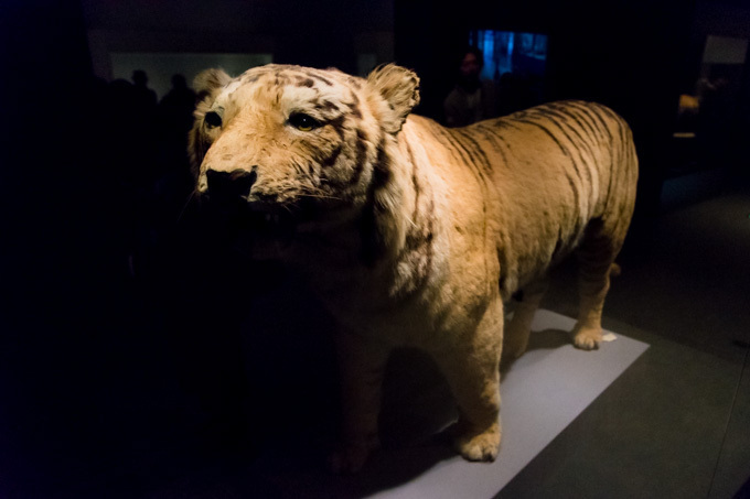 「大英自然史博物館展」上野・国立科学博物館で - 初の世界巡回展、約370点もの至宝が上陸｜写真28