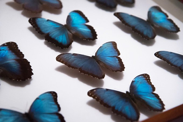 「大英自然史博物館展」