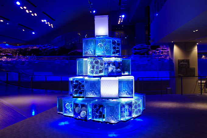 すみだ水族館の「クラゲと恋するクリスマス」雪の結晶型クラゲが舞う“東京クラゲツリー”｜写真1