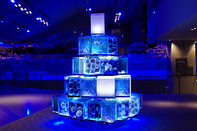 「クラゲと恋するクリスマス」