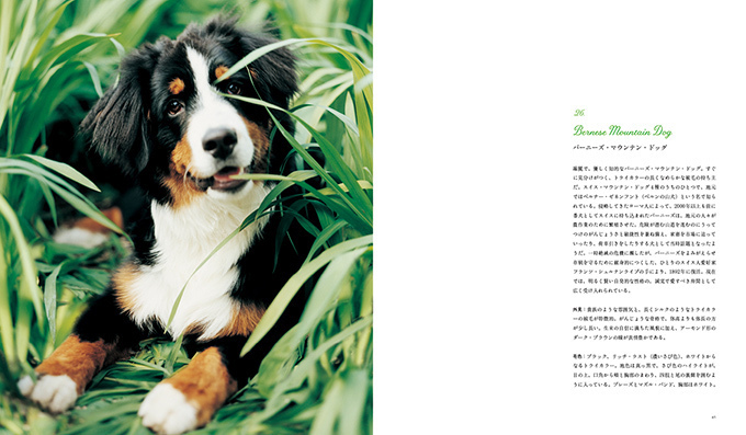写真集『世界の美しい犬101』101匹を集めたビジュアル犬図鑑、性格や特徴も紹介｜写真4
