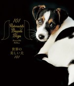 写真集『世界の美しい犬101』101匹を集めたビジュアル犬図鑑、性格や特徴も紹介｜写真1
