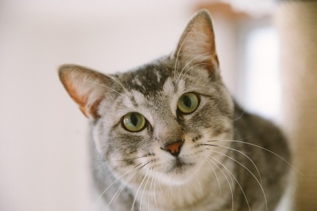 ねこ好き必見！見ているだけで癒される猫コスメやおしゃれ「ネコ」スポットなど