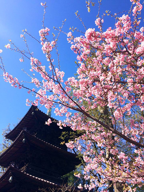 ホテル椿山荘東京で桜の季節の限定ブッフェ＆メニュー、北海道チーズのラクレットが初登場｜写真8