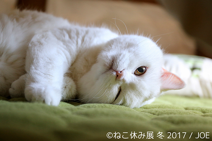 「ねこ休み展 冬 2017」東京・浅草橋で - 猫の日限定の“猫似顔絵”企画も | 写真