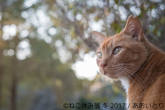 「ねこ休み展 冬 2017」東京・浅草橋で - 猫の日限定の“猫似顔絵”企画も｜写真23