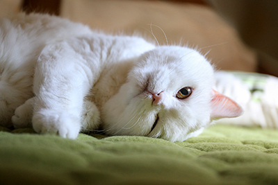 「ねこ休み展 冬 2017」