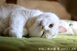 「ねこ休み展 冬 2017」東京・浅草橋で - 猫の日限定の“猫似顔絵”企画も｜写真3