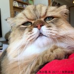 「ねこ休み展 冬 2017」東京・浅草橋で - 猫の日限定の“猫似顔絵”企画も｜写真17