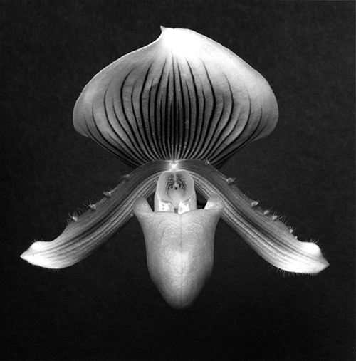 ロバート メイプルソープの写真展「メメント モリ」シャネル銀座で、美しさの中に刹那を讃えた花々 | 写真