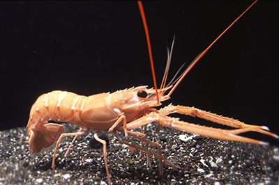 サンシャイン水族館「ゾクゾク深海生物」