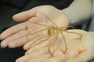 ゾクゾク深海生物 サンシャイン水族館にて 採集したてのメンダコやダイオウグソクムシなどを展示 ファッションプレス