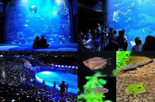 京都水族館のバレンタイン「夜のすいぞくかん」夜景に浮かぶイルカの姿、ランタンの光で幻想的な夜に｜写真1