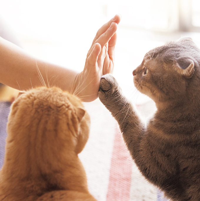 写真集『ねこのおてて』まるでクリームパンのような、40匹を超える猫の手を特集｜写真4